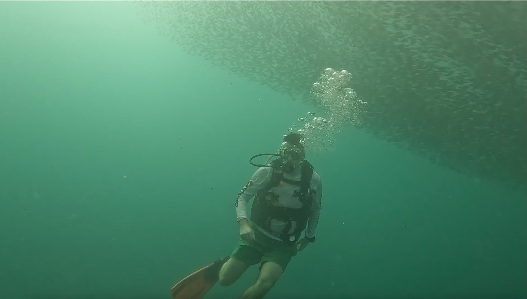 Diver exploring the sardine run in Moalboal with sunlight streaming through the water.